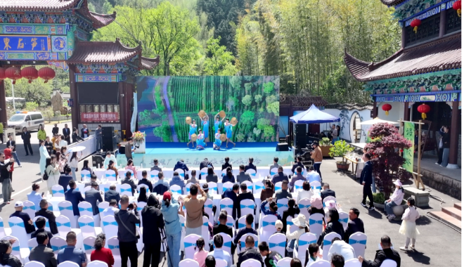 金安毛坦厂镇：春茶翠香，文旅好时光活动集锦